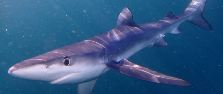 Reviewing Admiral Shark Casino in the UK: A Comprehensive Gaming Experience