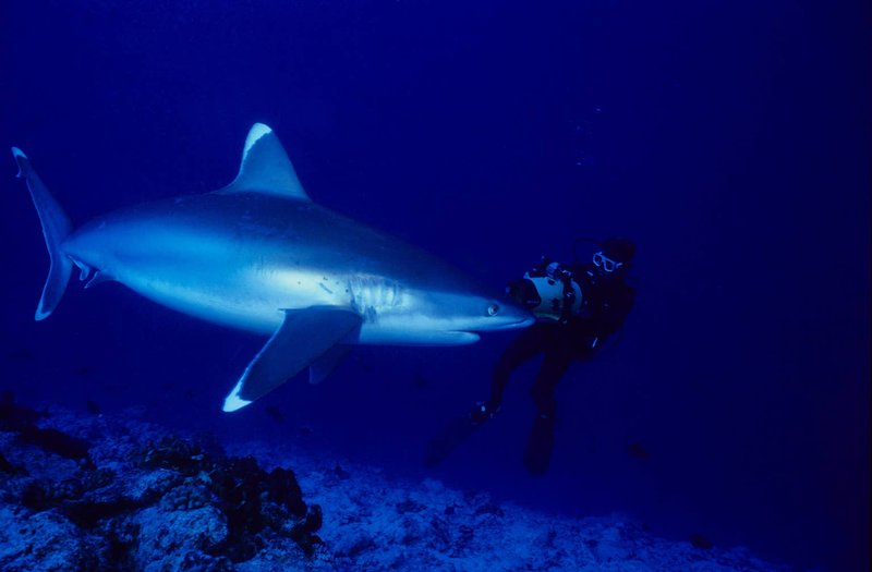 Image: Discover the Dangers and Delights of Admiral Shark Online Casino UK